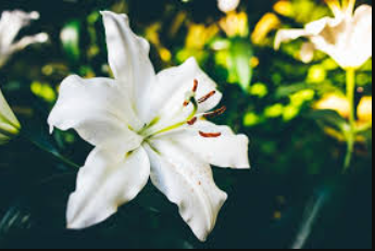 Mary Johnson Oklahoma Death – A Life of Kindness, Love, and Community